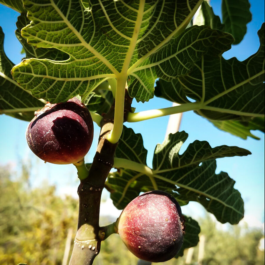 Black Italian Fig For Sale Online The Tree Center