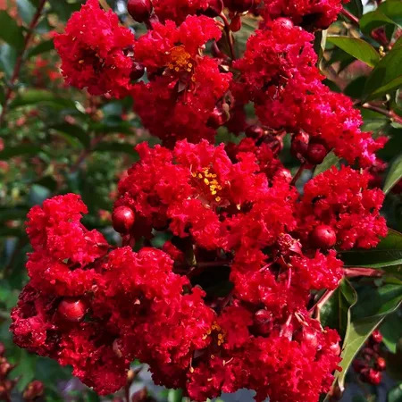 Ruffled Red Magic Crape Myrtle For Sale Online | The Tree Center