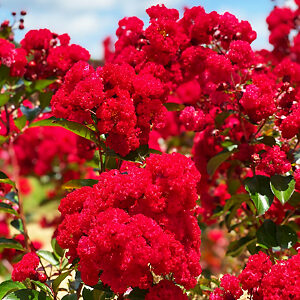 Ruffled Red Magic Crape Myrtle For Sale Online | The Tree Center