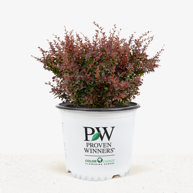 Sunjoy® Mini Salsa Barberry For Sale Online | The Tree Center