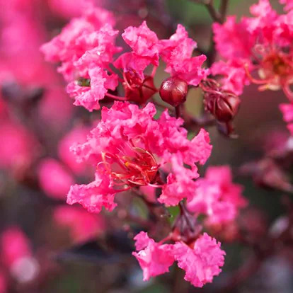 Twilight Magic Crape Myrtles For Sale | The Tree Center