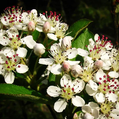 Brilliant Red Chokeberry For Sale Online | The Tree Center