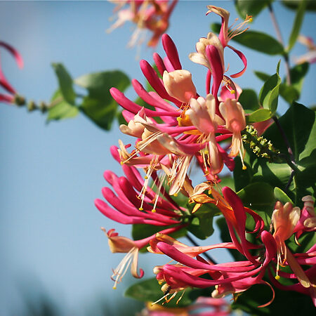 Gold Flame Honeysuckle For Sale 