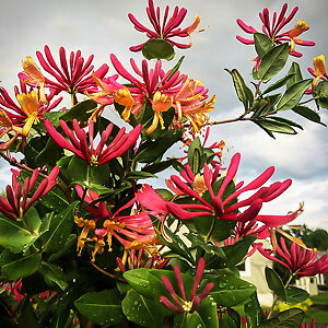 Gold Flame Honeysuckle For Sale | The Tree Center