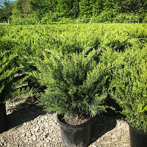 Sea Green Juniper For Sale | The Tree Center