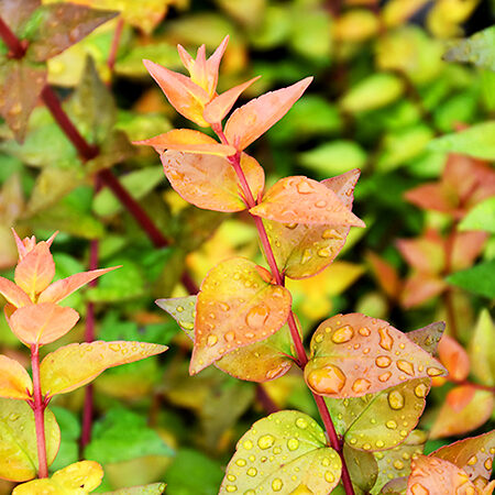 Twist Of Lemon Abelia For Sale Online | The Tree Center