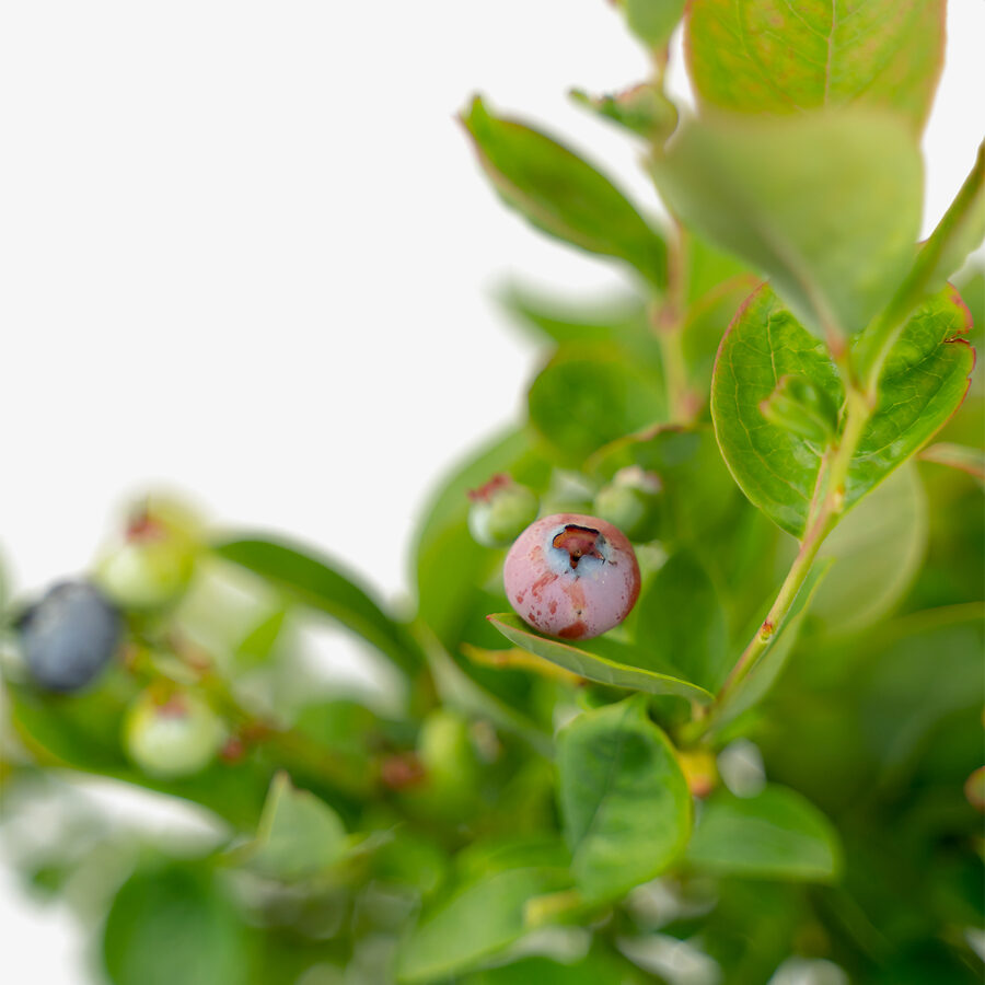 Bushel & Berry®Peach Sorbet Blueberry Bushes For Sale | The Tree Center