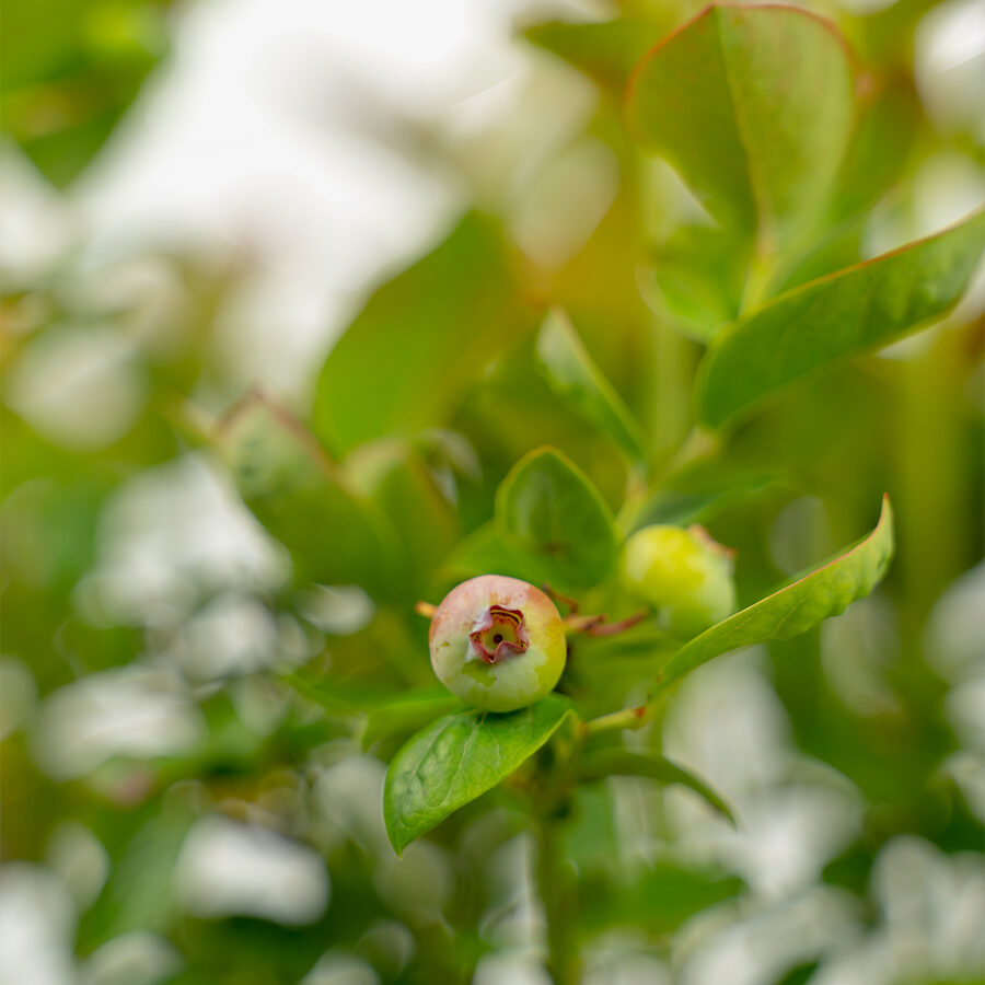 Bushel & Berry®Peach Sorbet Blueberry Bushes For Sale | The Tree Center