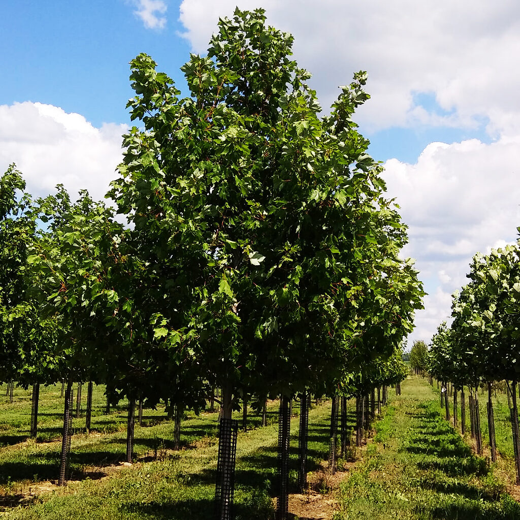 Frontier Elm Trees For Sale Online | The Tree Center