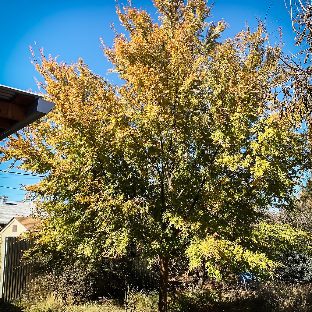 Frontier Elm Trees For Sale Online | The Tree Center