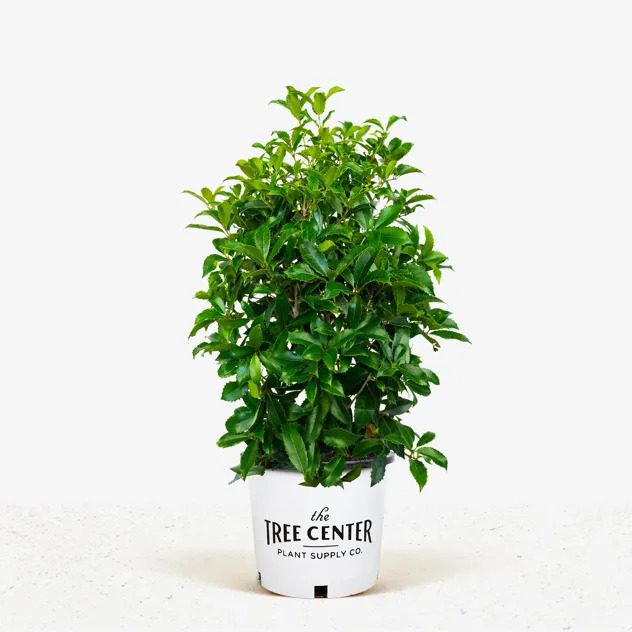 Fruitland Fortune’s Osmanthus For Sale Online | The Tree Center