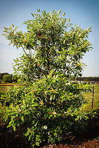 sweetbay virginiana australis shrubs