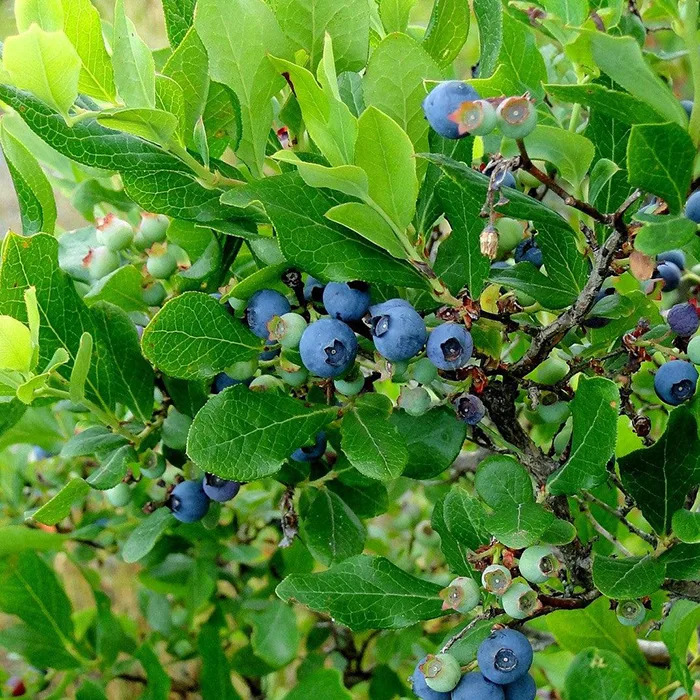 Bushel & Berry®Southern Bluebelle Blueberry Bushes For Sale | The Tree ...