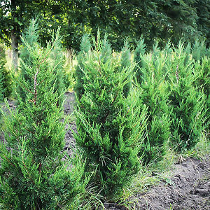 Canaertii Juniper For Sale Online | The Tree Center