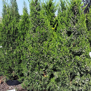 Canaertii Juniper For Sale Online | The Tree Center