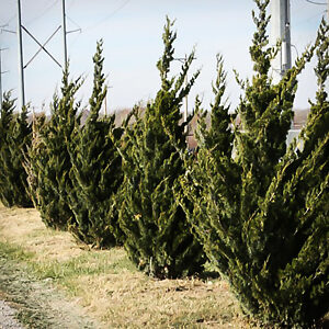 Canaertii Juniper For Sale Online | The Tree Center