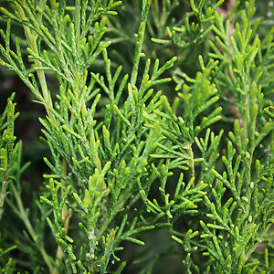 Emerald Feather™ Juniper For Sale Online | The Tree Center