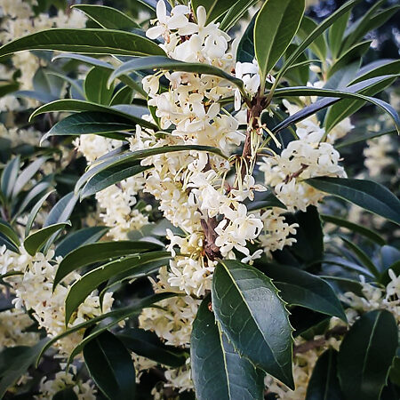 Fortune’s Osmanthus For Sale Online | The Tree Center