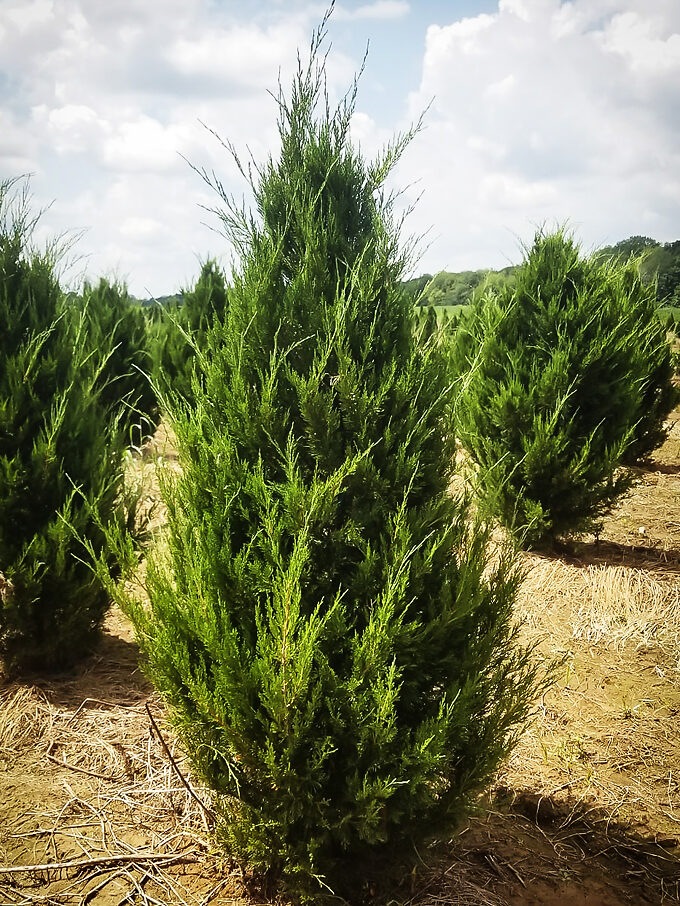 Buy Juniper Trees | Juniper Trees For Sale | The Tree Center