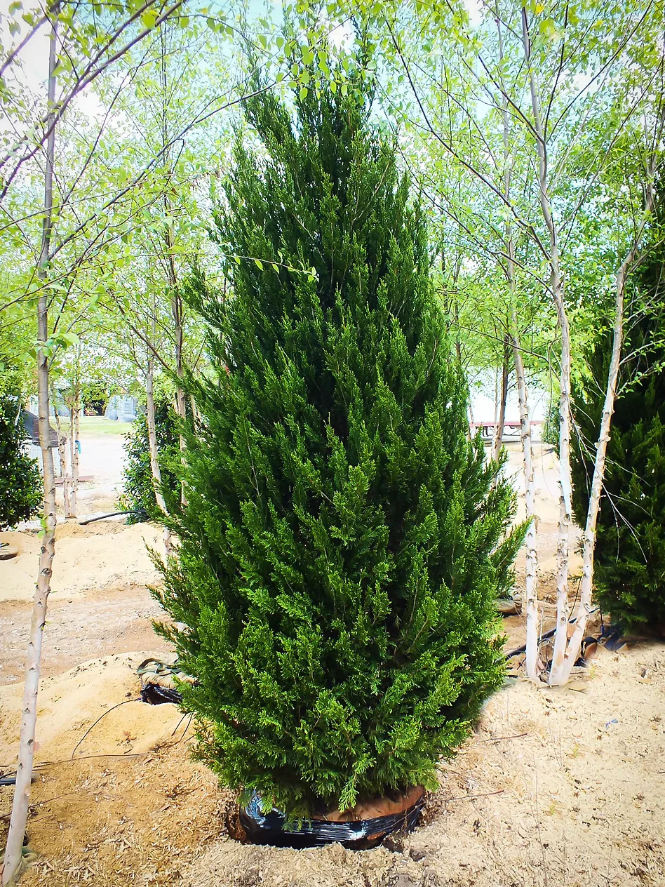 Idyllwild Juniper For Sale Online | The Tree Center