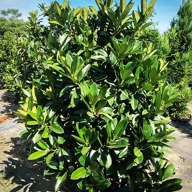 Lusterleaf Holly Bush For Sale | The Tree Center