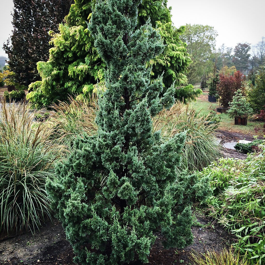 Trautman Chinese Juniper For Sale Online | The Tree Center