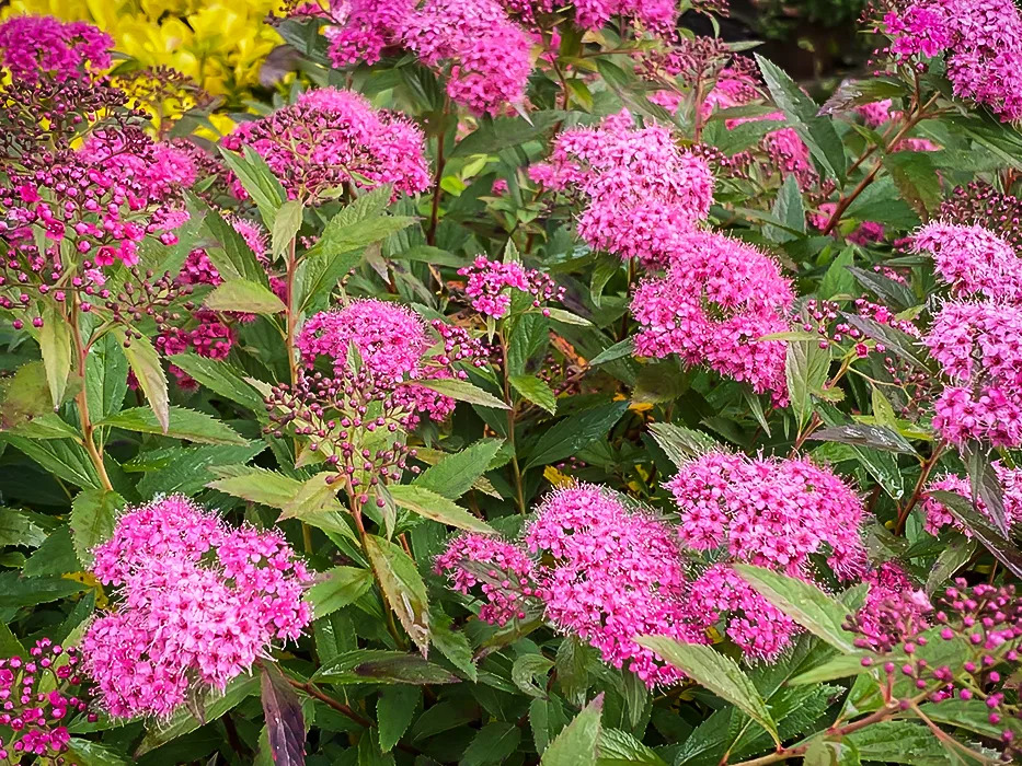 Anthony Waterer Spirea For Sale Online | The Tree Center