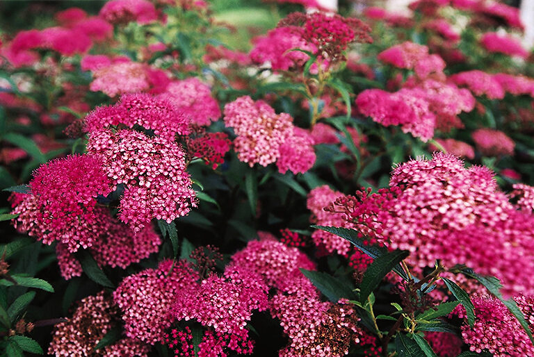 Anthony Waterer Spirea For Sale Online | The Tree Center