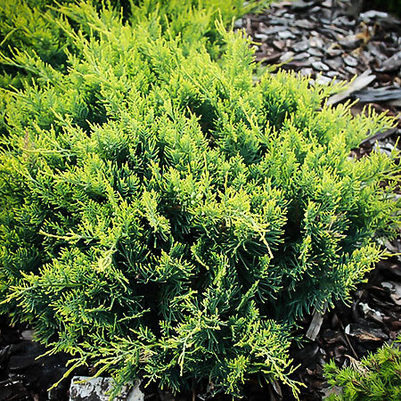 Gold Coast® Juniper For Sale | The Tree Center