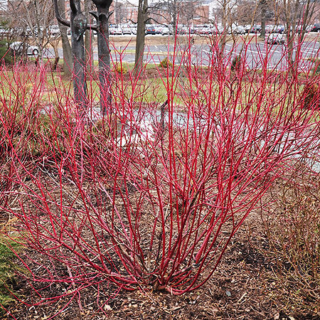 Isanti Red Twig Dogwood For Sale | The Tree Center