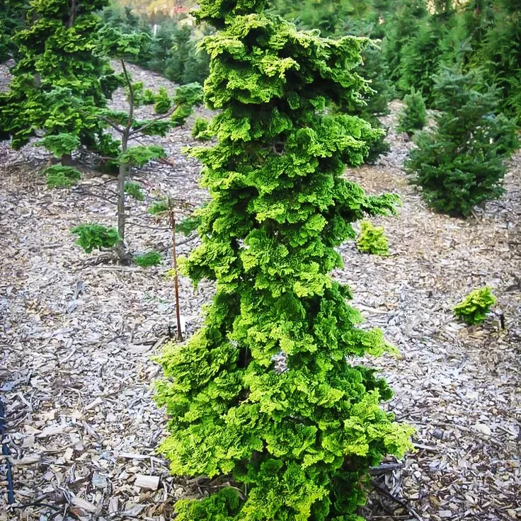 Wells Special Hinoki Cypress For Sale The Tree Center