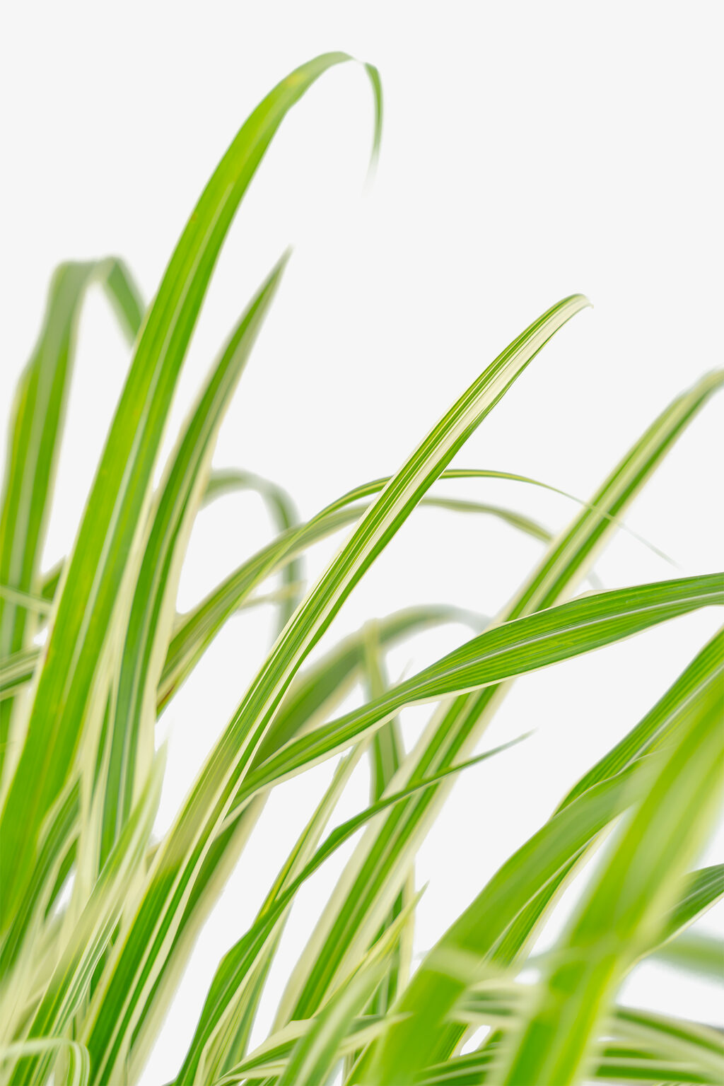 Cosmopolitan Maiden Grass For Sale Online | The Tree Center