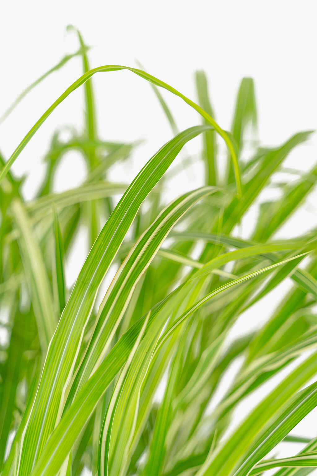 Cosmopolitan Maiden Grass For Sale Online | The Tree Center