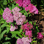 Double Play™ Big Bang Spirea For Sale Online | The Tree Center