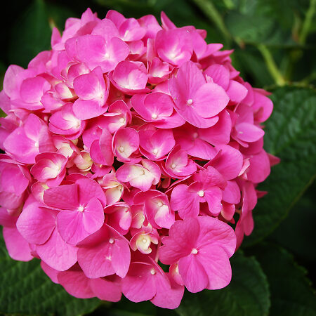 Fuschia Glow Hydrangea For Sale Online | The Tree Center