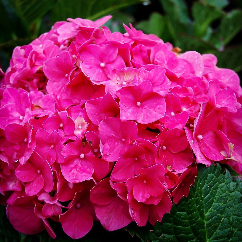 Fuschia Glow Hydrangea For Sale Online | The Tree Center