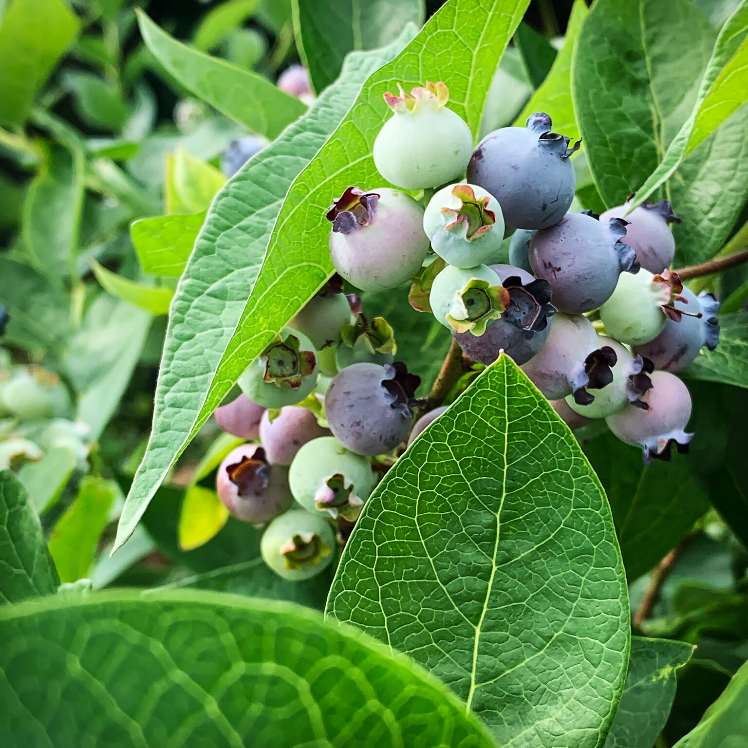 Jersey Blueberry For Sale Online The Tree Center