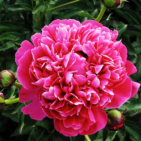 Kansas Peony For Sale Online | The Tree Center