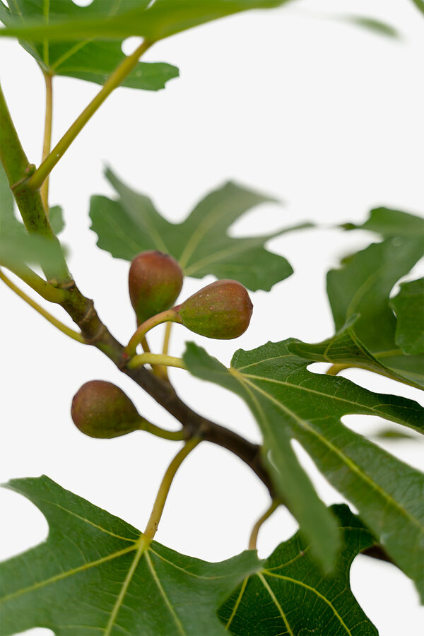 Little Miss Figgy' Dwarf Fig - Southern Living Plants