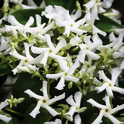 Madison Star Cold-Hardy Jasmine For Sale Online | The Tree Center