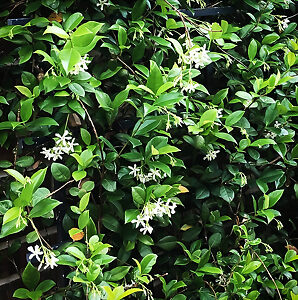 Madison Star Cold-Hardy Jasmine For Sale Online | The Tree Center