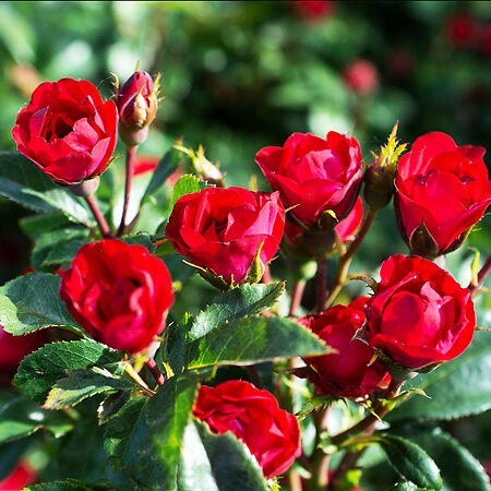 Petite Knock Out® Rose For Sale Online | The Tree Center