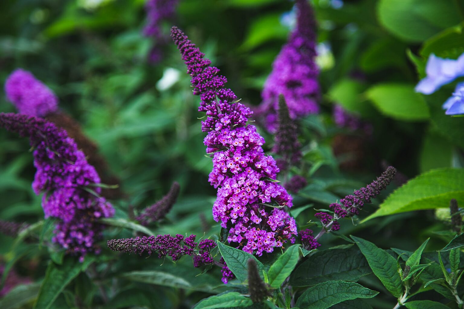 Pugster® Periwinkle Butterfly Bush For Sale Online | The Tree Center