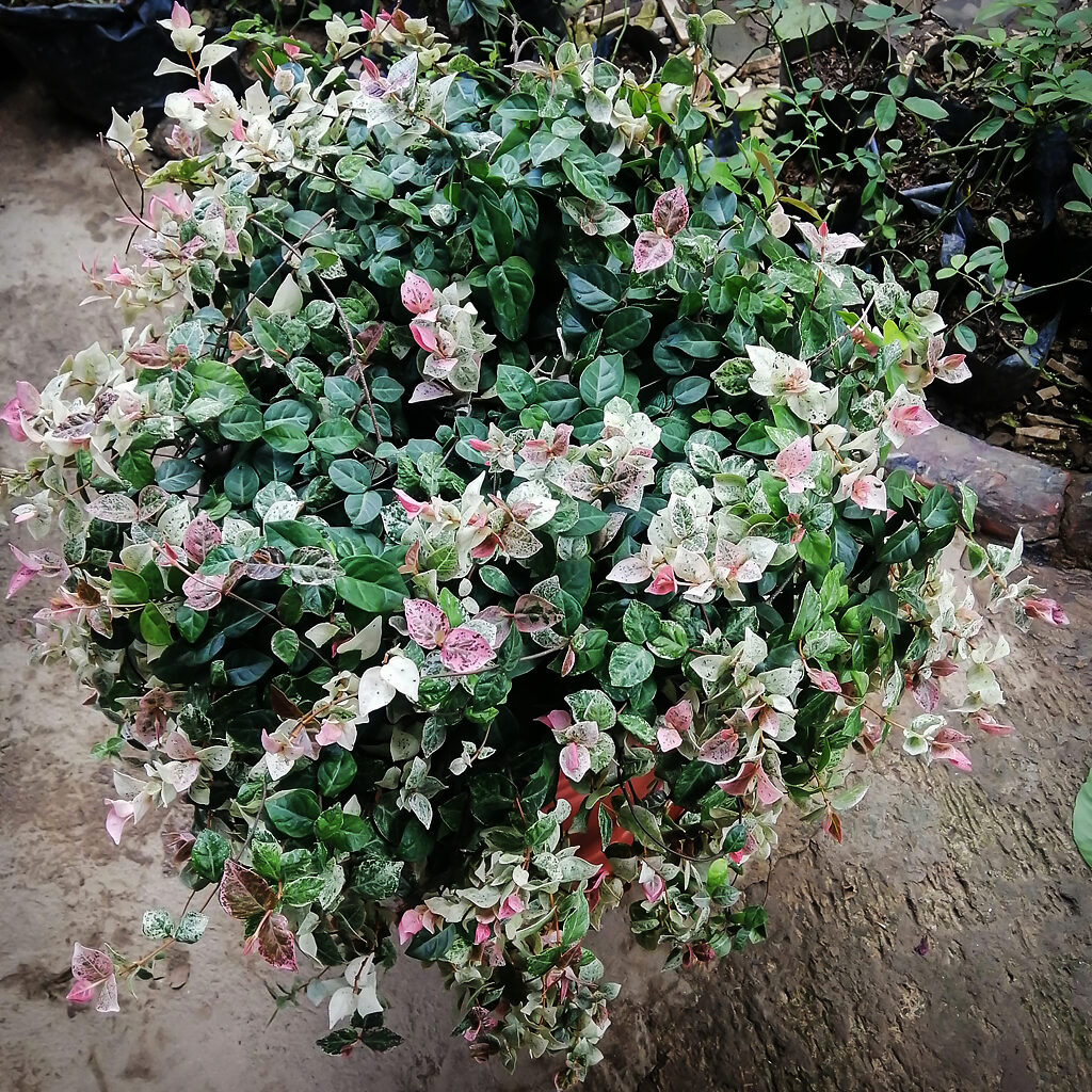 Snow N Summer Asiatic Jasmine For Sale Online The Tree Center