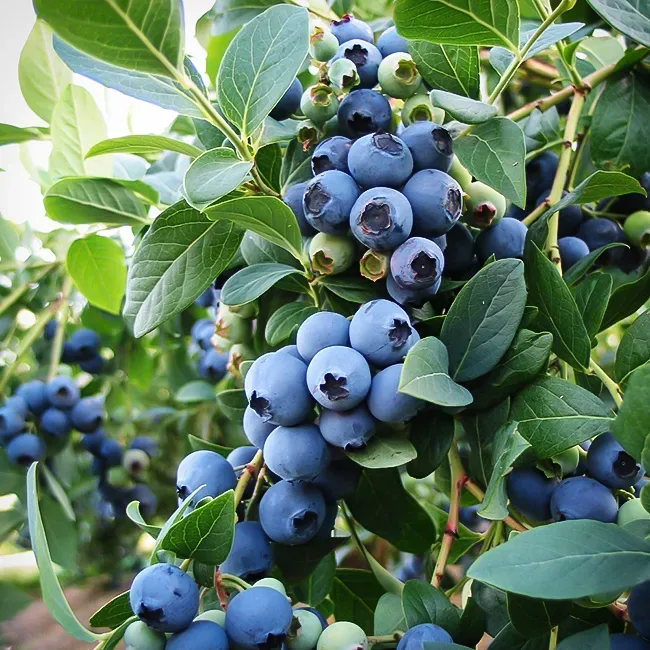 BLUE ( ブルー ) Blueberry-uwasnet.org