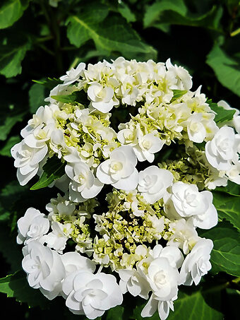 Buy Hydrangeas | Hydrangeas For Sale Online | The Tree Center