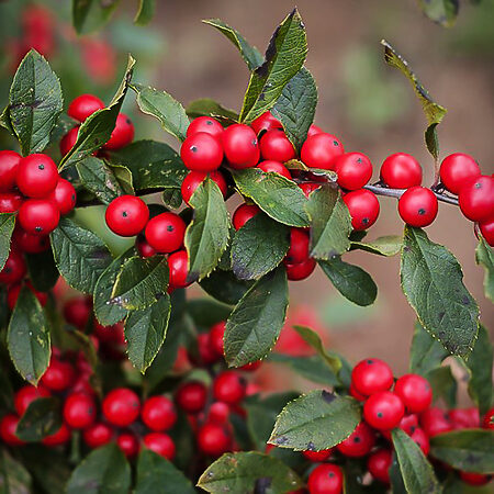 Winter Red Winterberry Holly For Sale Online | The Tree Center