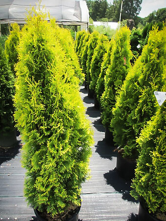 Amber Gold Arborvitae For Sale Online | The Tree Center