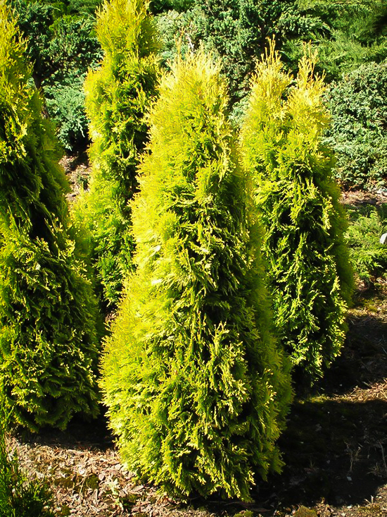 Amber Gold Arborvitae For Sale Online | The Tree Center