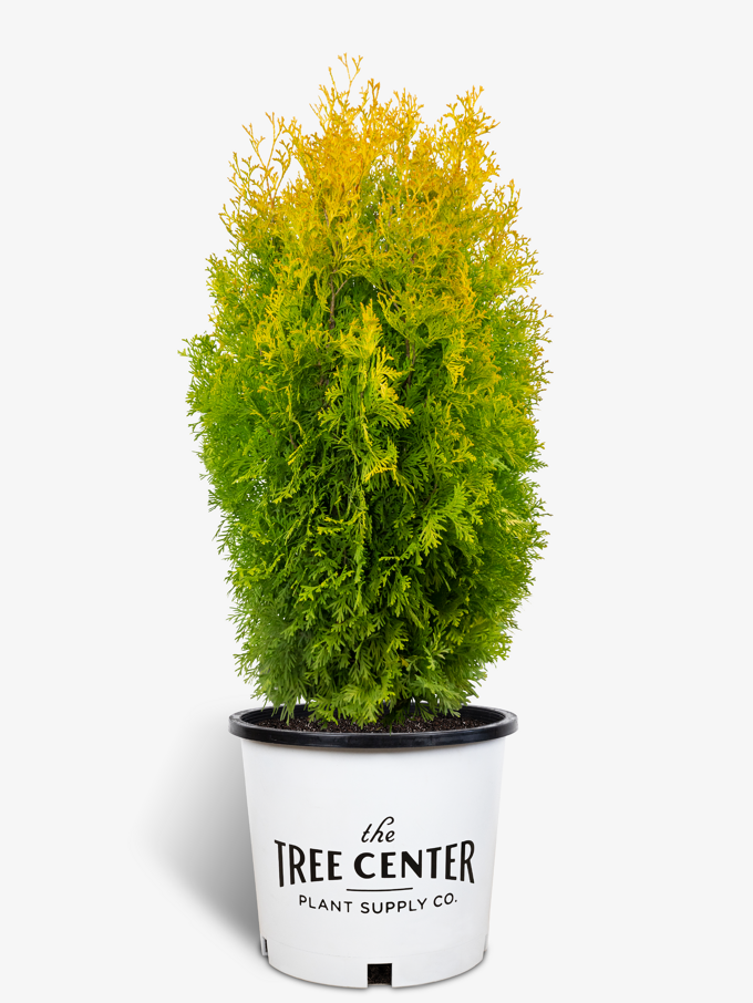 Arborvitae Trees For Sale Buy Arborvitaes Online The Tree Center